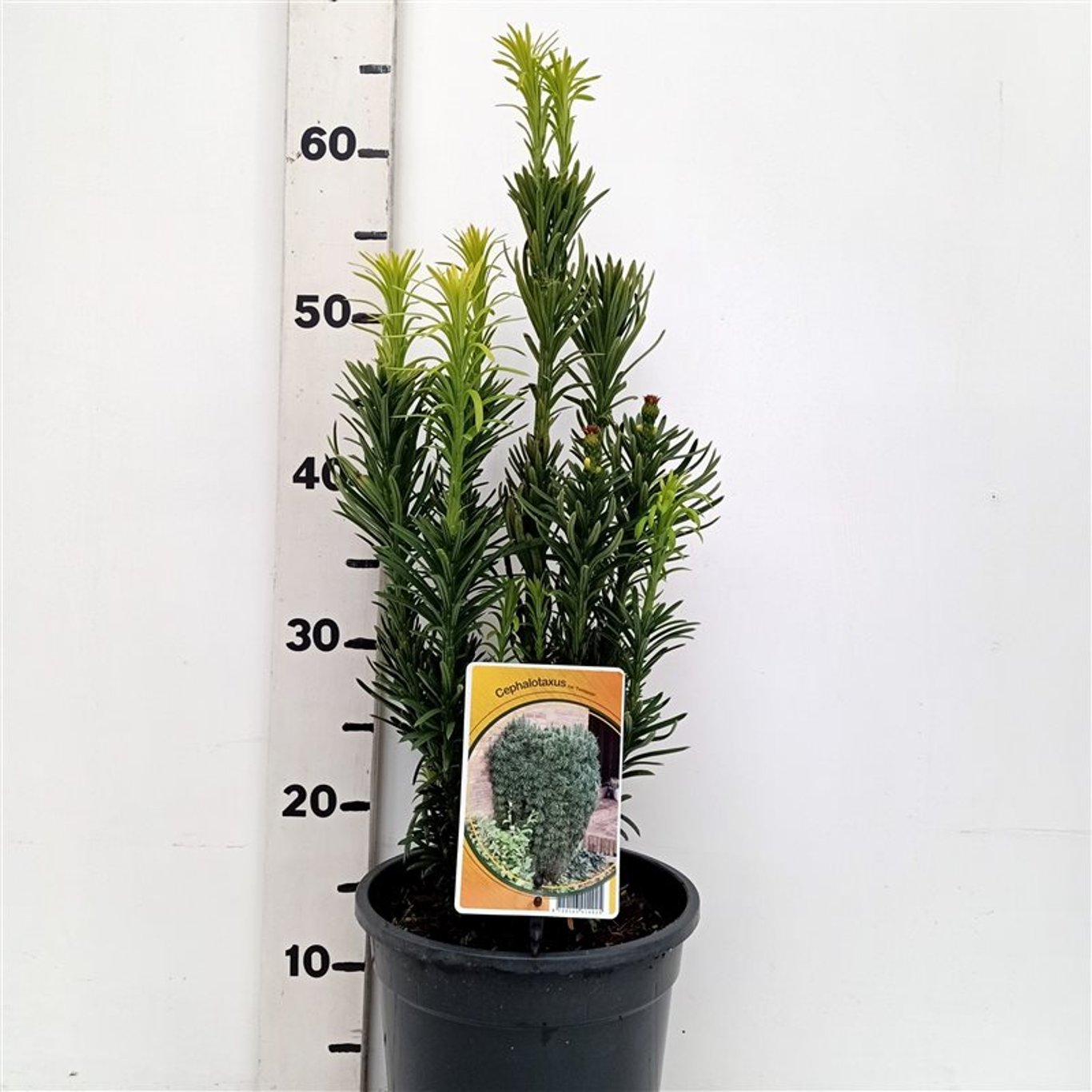 Cephalotaxus h. 'Fastigiata' - C3 40-50 CM