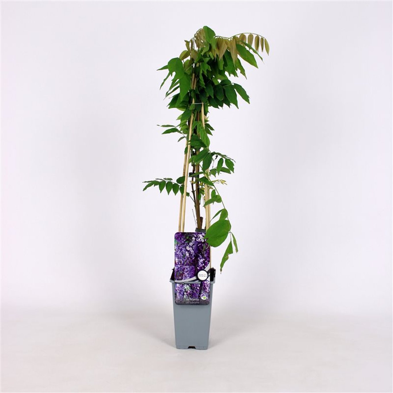 Wisteria sinensis 'Caroline' - C2 70/+ CM