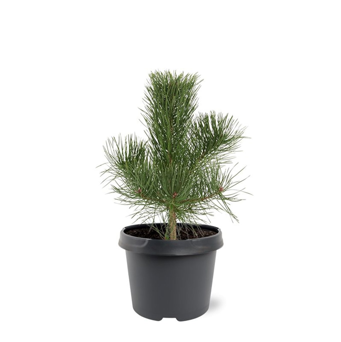 Pinus nigra nigra - C5 40-50 CM