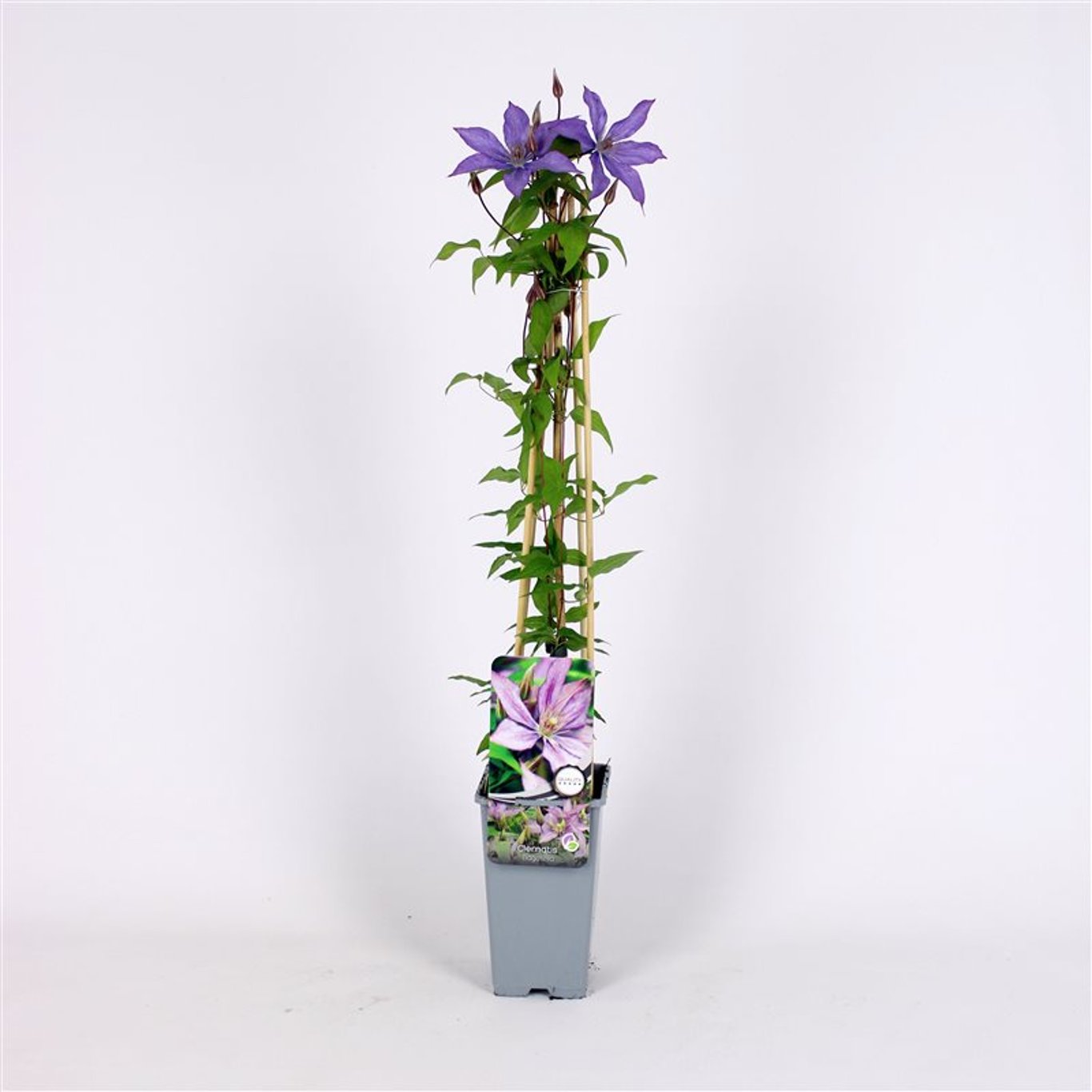 Clematis 'Bagatelle' - C2 70/+ CM