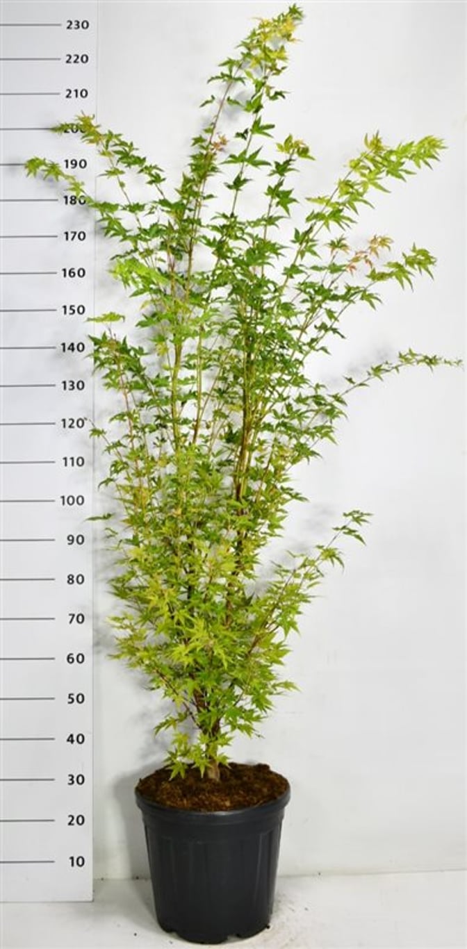 Acer pal. 'Sangokaku' - C25 150-175 CM