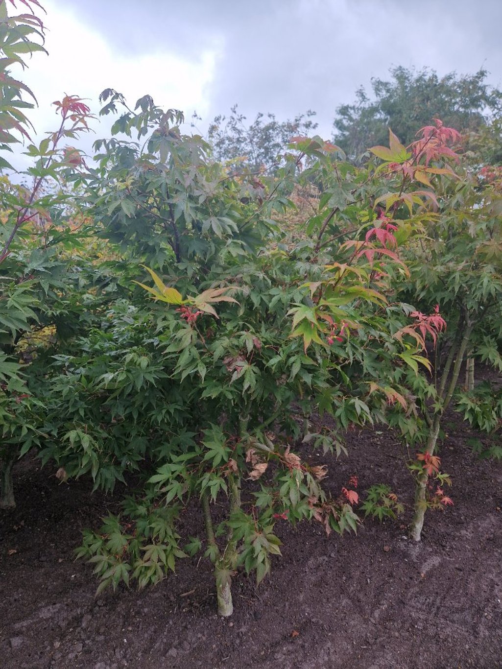 Acer pal. 'Osakazuki' - 100-125 CM RB