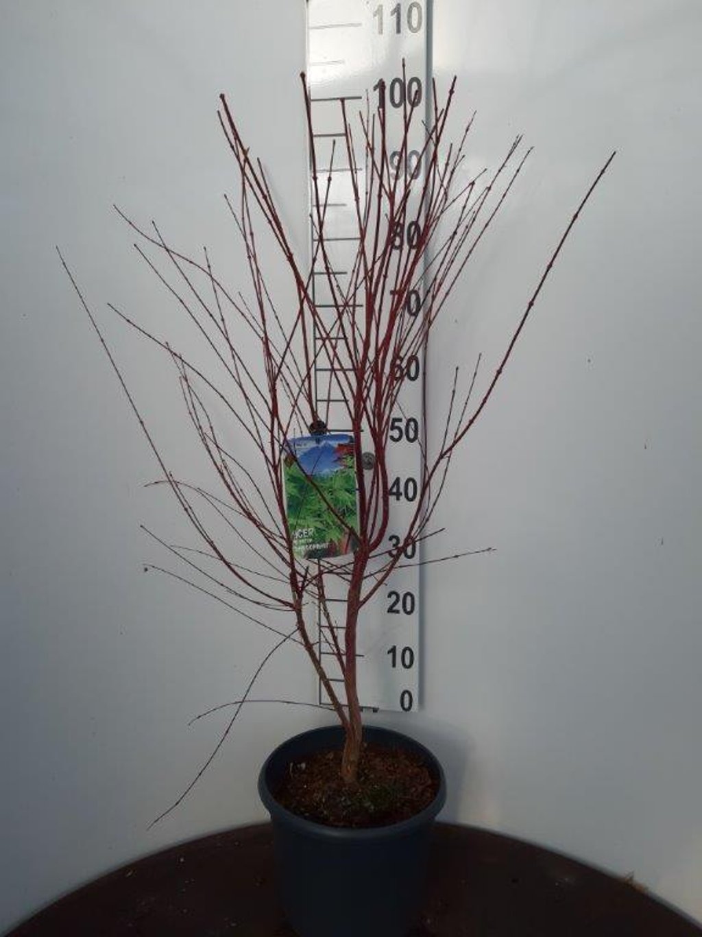 Acer pal. 'Sangokaku' - C10 80-100 CM