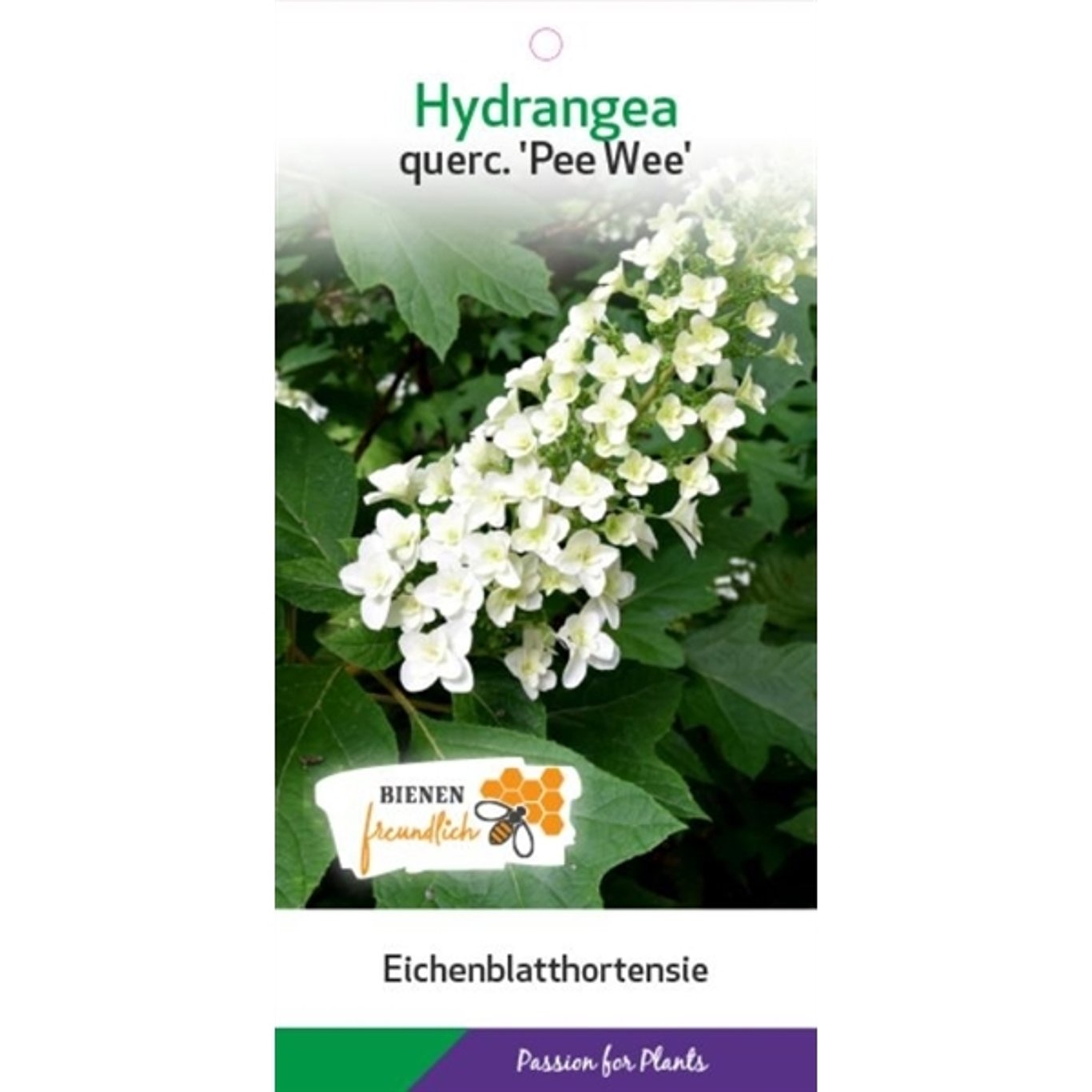 Hydrangea querc. 'Pee Wee' - C5 50-60 CM