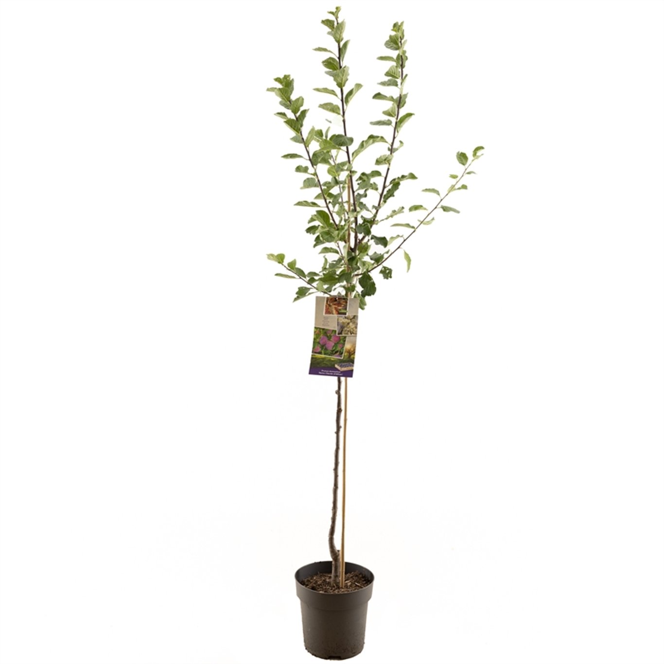 Prunus d. 'Reine Claude d'Althan' - C7,5 175-225 CM Halfstem