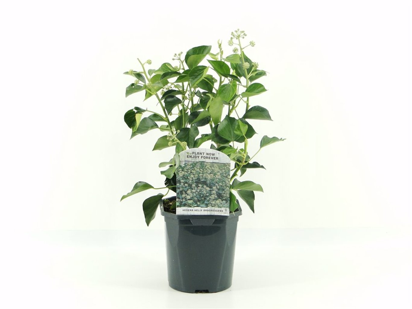 Hedera hel. 'Arborescens' - C2