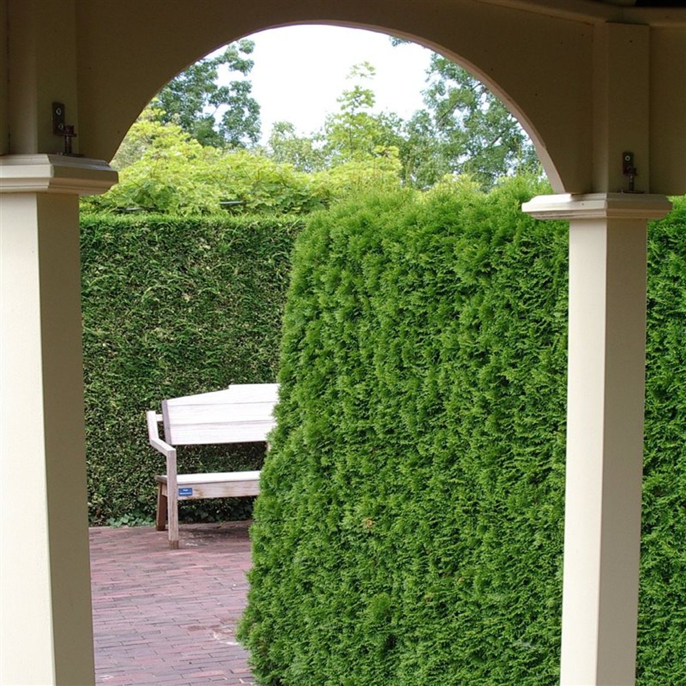 Thuja occ. 'Smaragd' - C15 150-175 CM