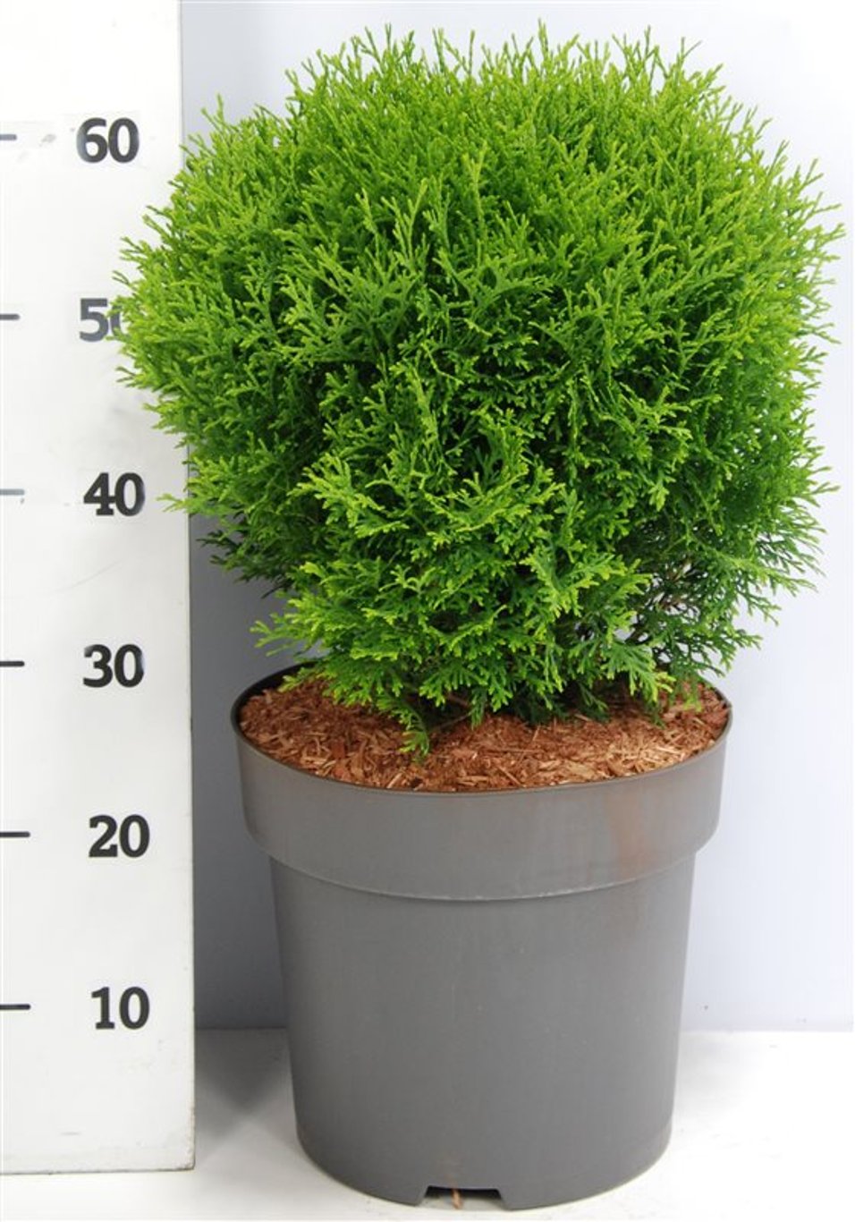 Thuja occ. 'Little Giant' - C12 50-60 CM