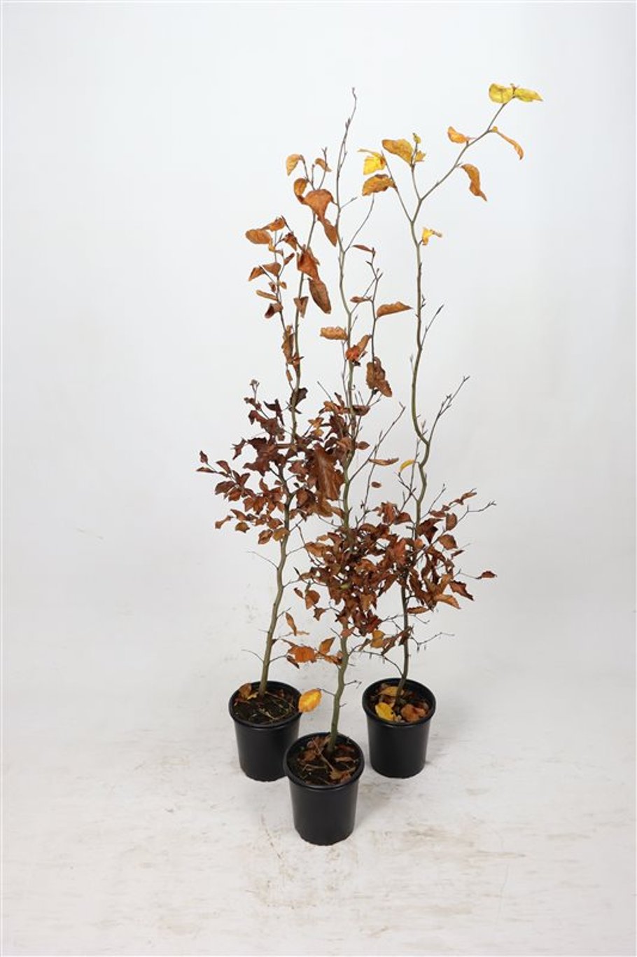 Fagus sylvatica - C2.5 100-125 CM