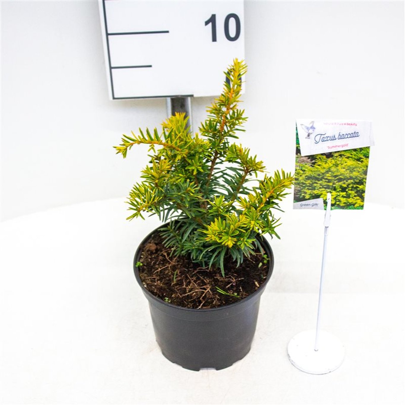 Taxus b. 'Summergold' - C2 20-25 CM