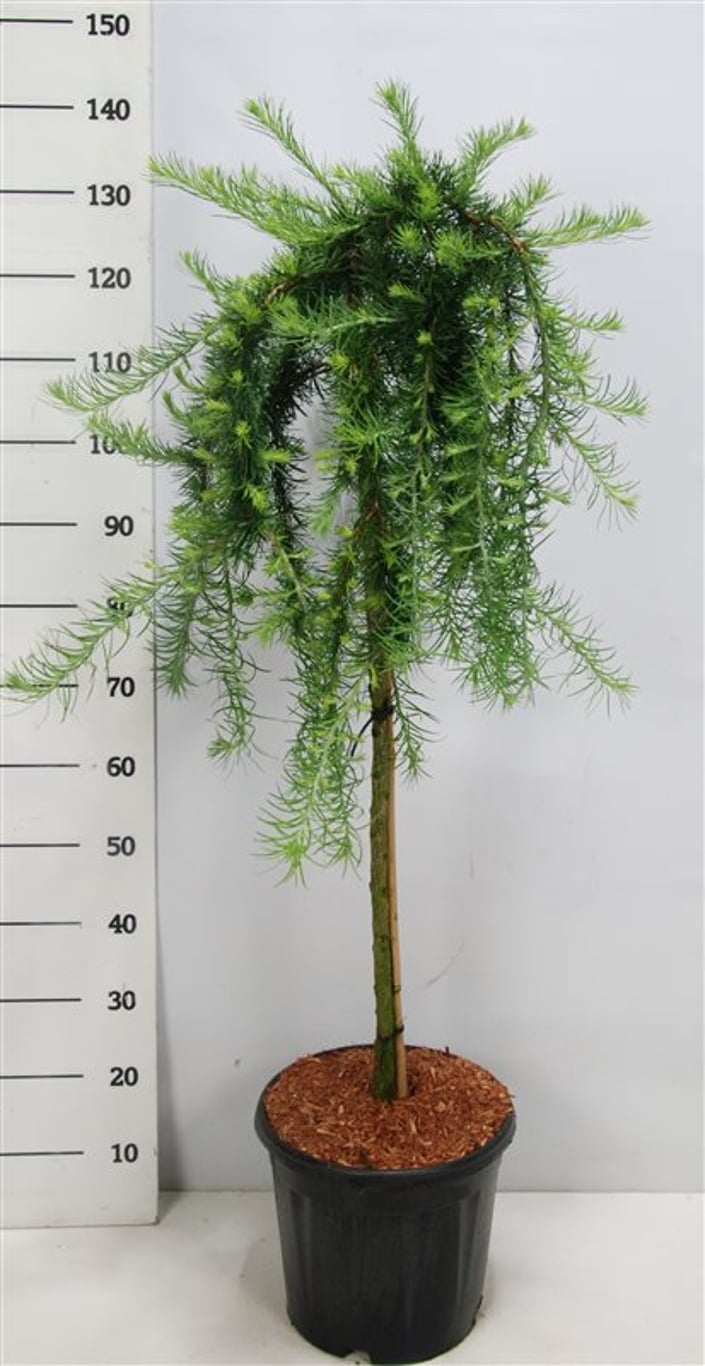 Larix kaempf. 'Stiff Weeper' - 90 CM Stem C20