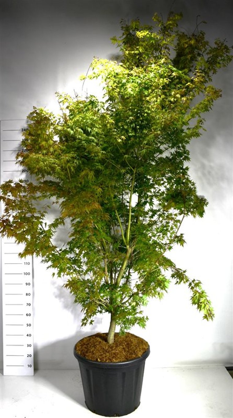 Acer pal. 'Sangokaku' - C110 200-220 CM