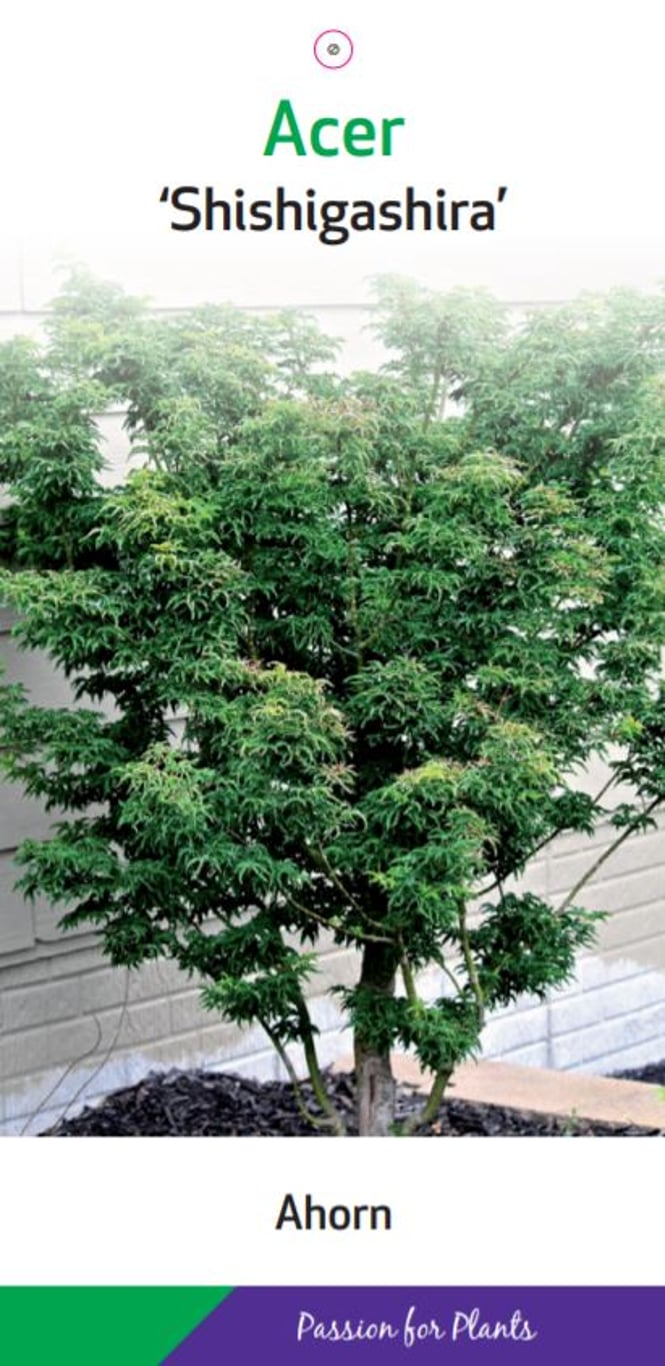 Acer pal. 'Shishigashira' - C5 60-80 CM