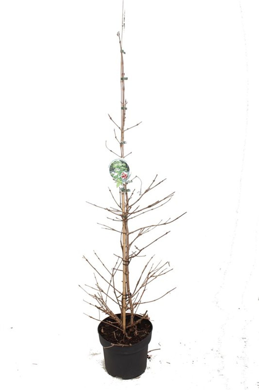 Viburnum plic. 'Kilimandjaro' - C10 100-125 CM