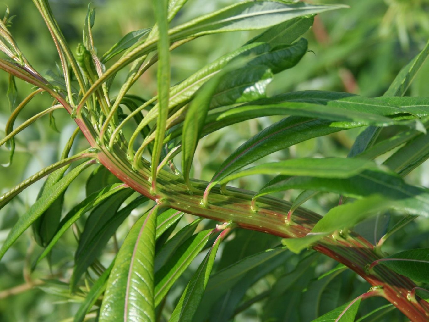 Salix udensis 'Sekka' - 60-100 CM bare root 0/1  3-5 branche