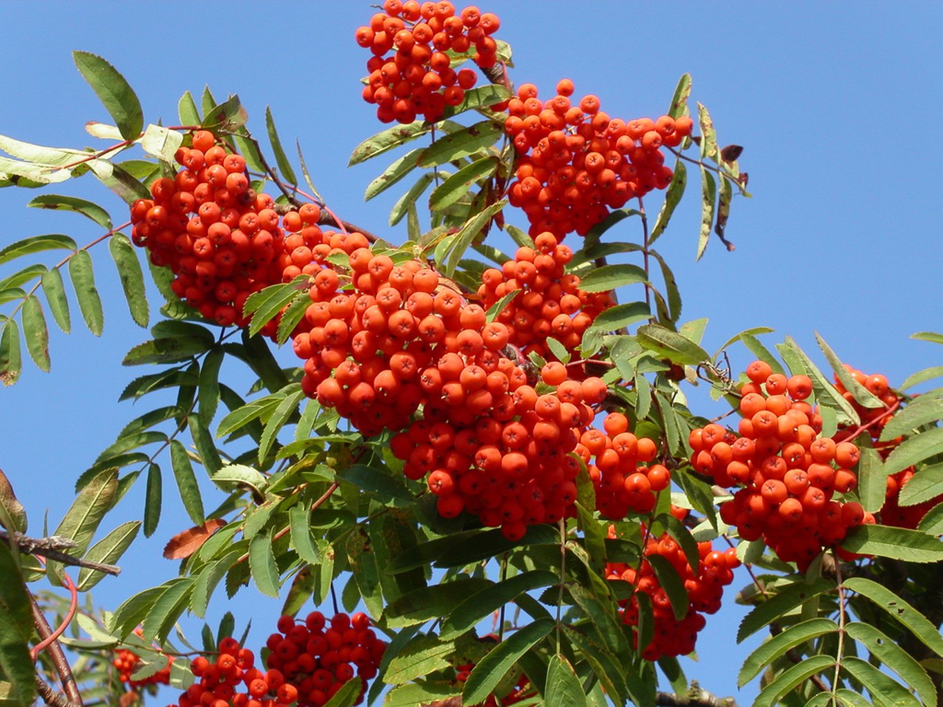 Sorbus aucuparia - 60-100 CM bare root 1/1