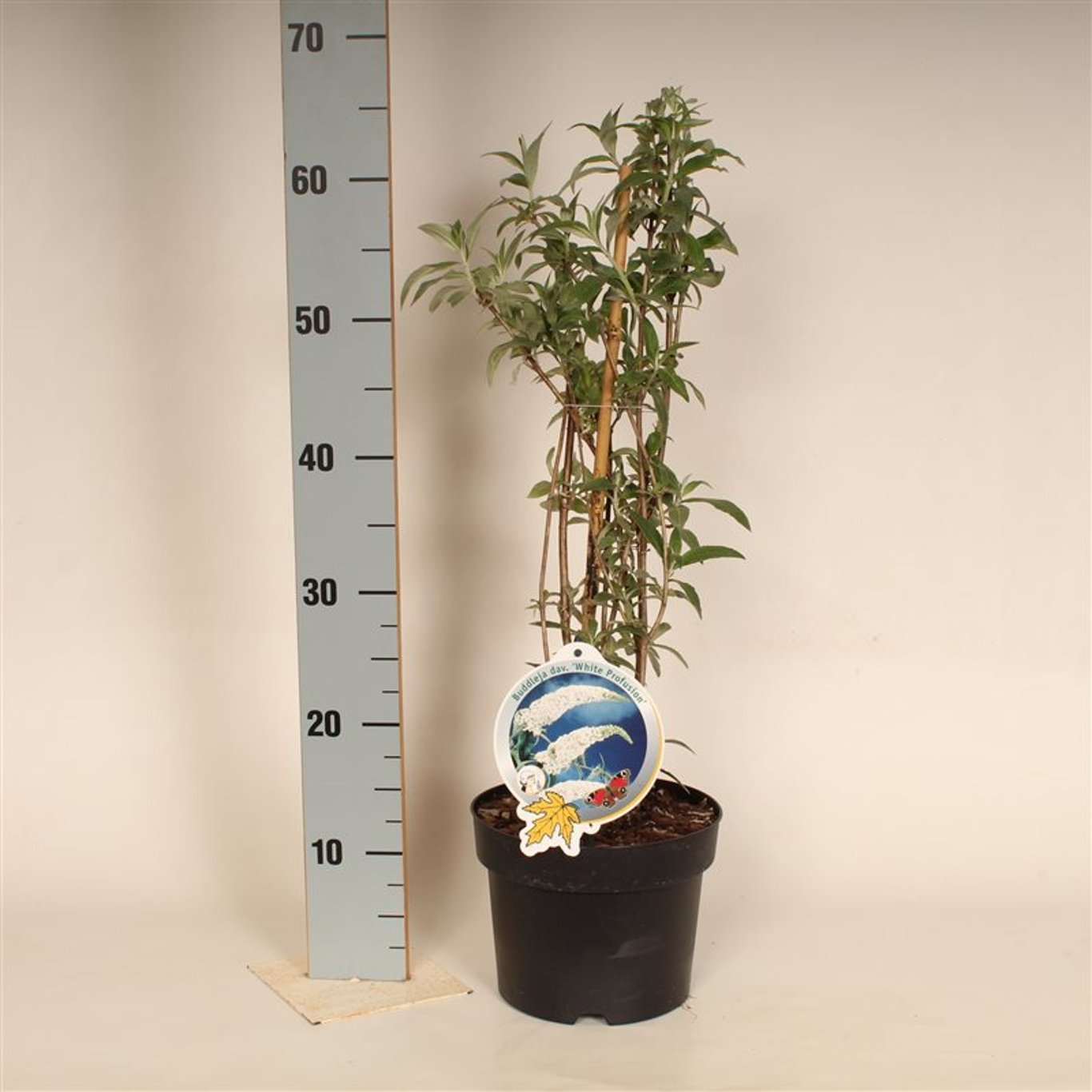 Buddleja d. 'White Profusion' - C3 50-60 CM