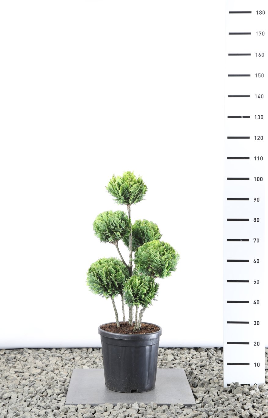 Chamaecyparis l. 'Alumigold' - 60-80 CM PonPon EXTRA in Cont.