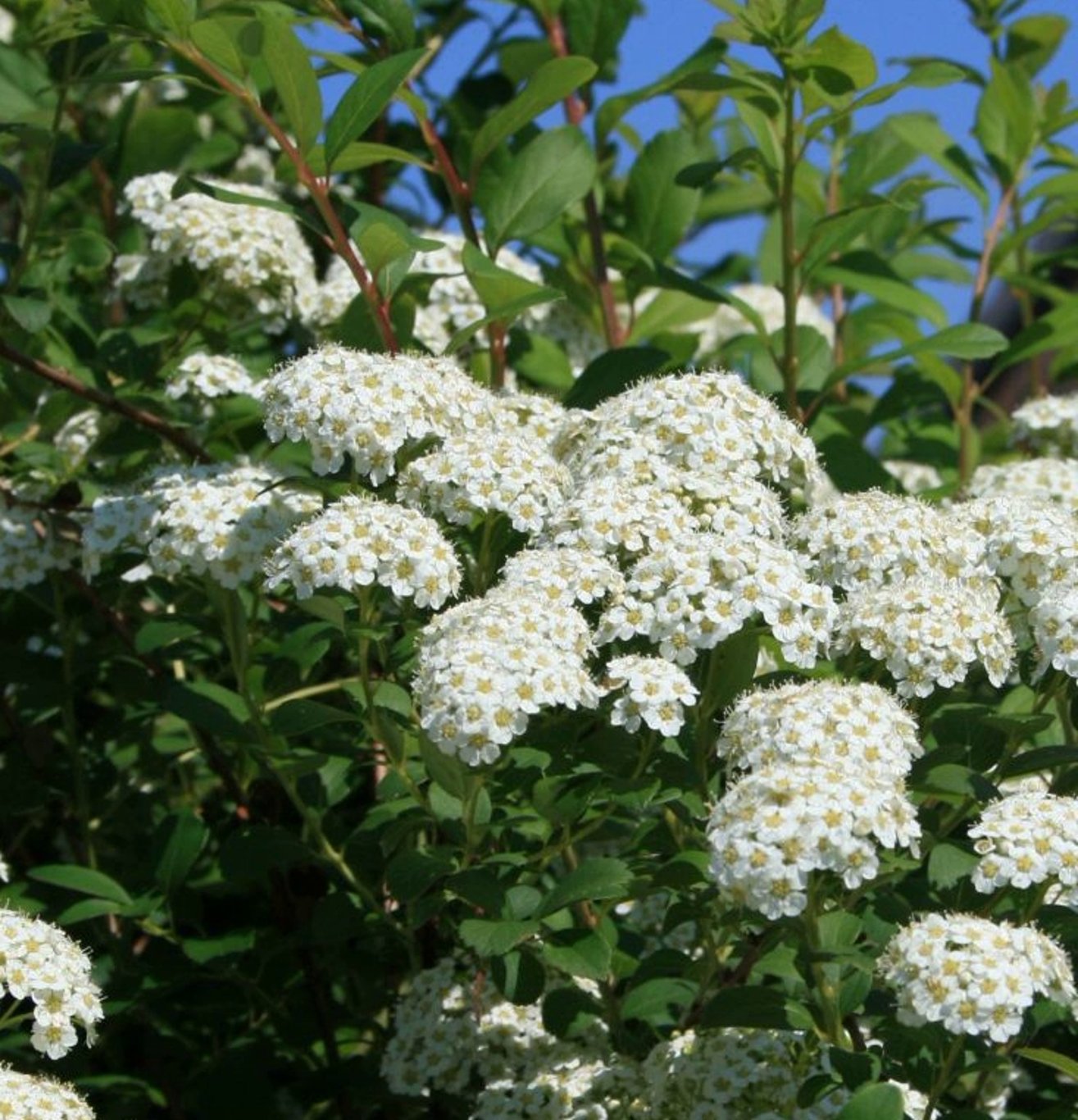 Spiraea nipp. 'Snowmound' - 40-60 CM bare root 0/2  3-4 branche