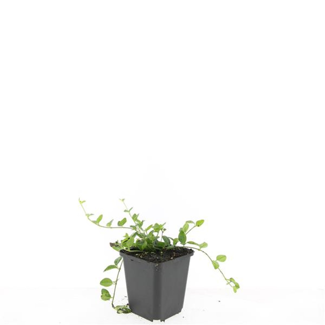 Vinca minor - P9