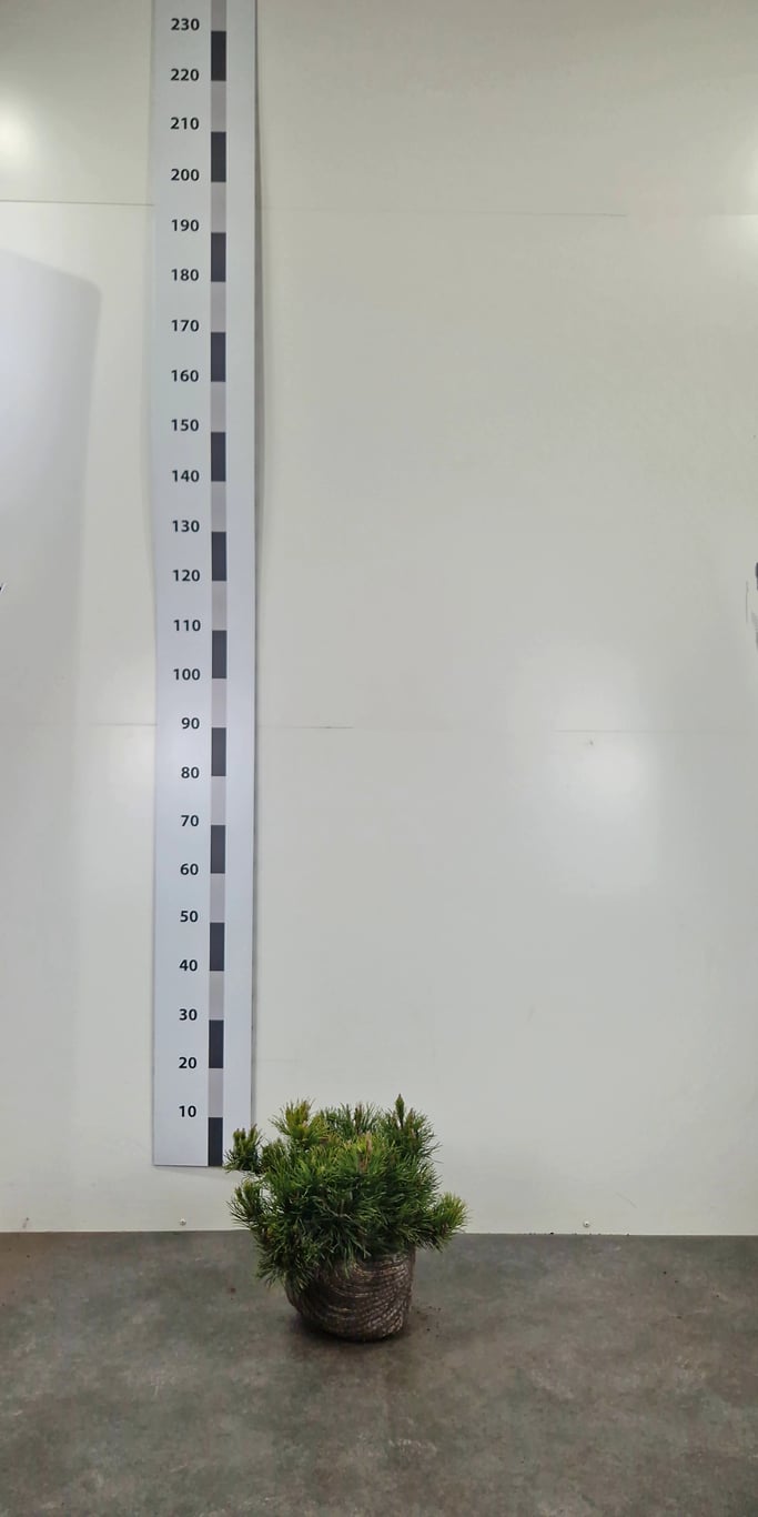 Pinus mugo pumilio - 25-30 CM RB