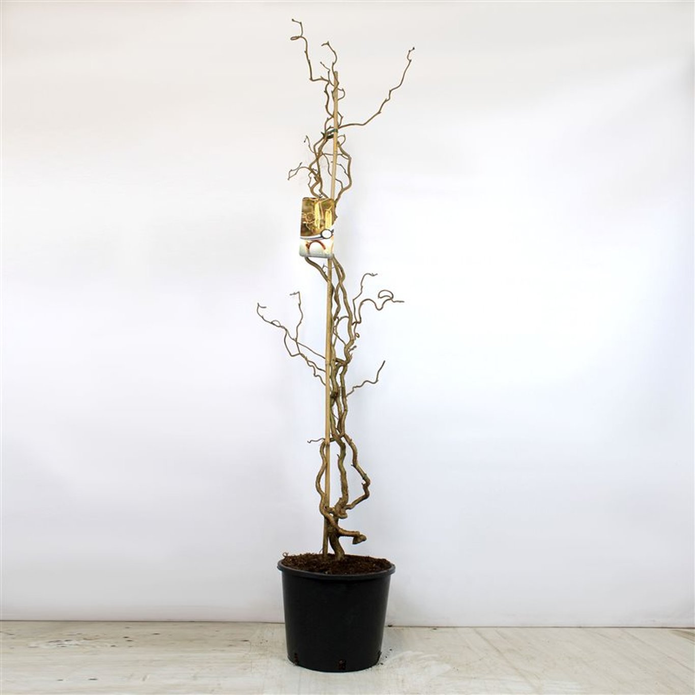 Corylus a. 'Contorta' - C12 150-175 CM
