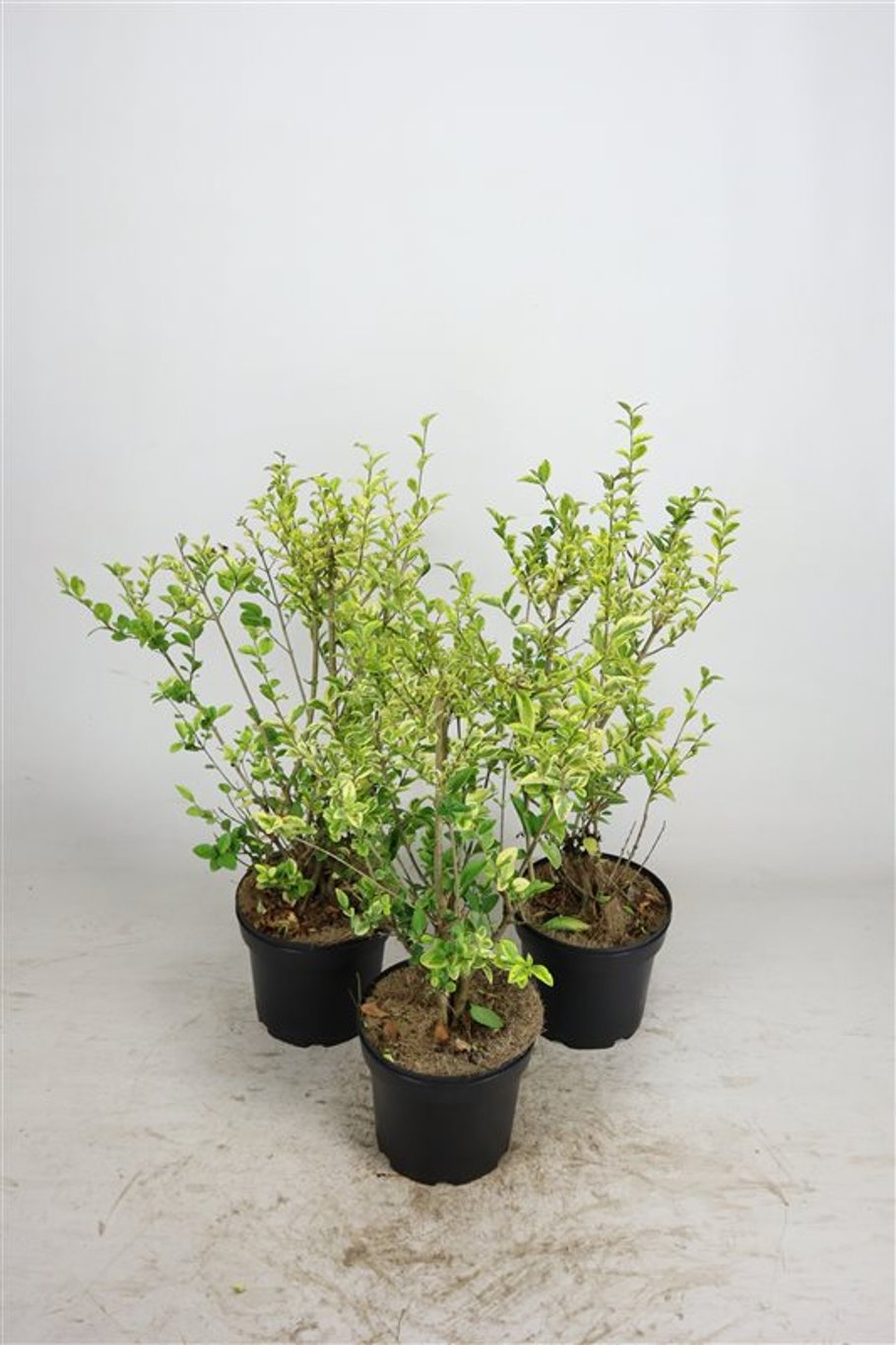 Ligustrum oval. 'Aureum' - C5 40-60 CM