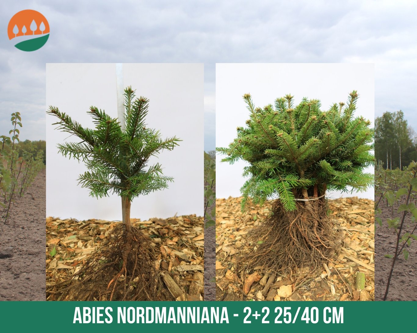 Abies nordmanniana - 25-40 CM bare root 2/2