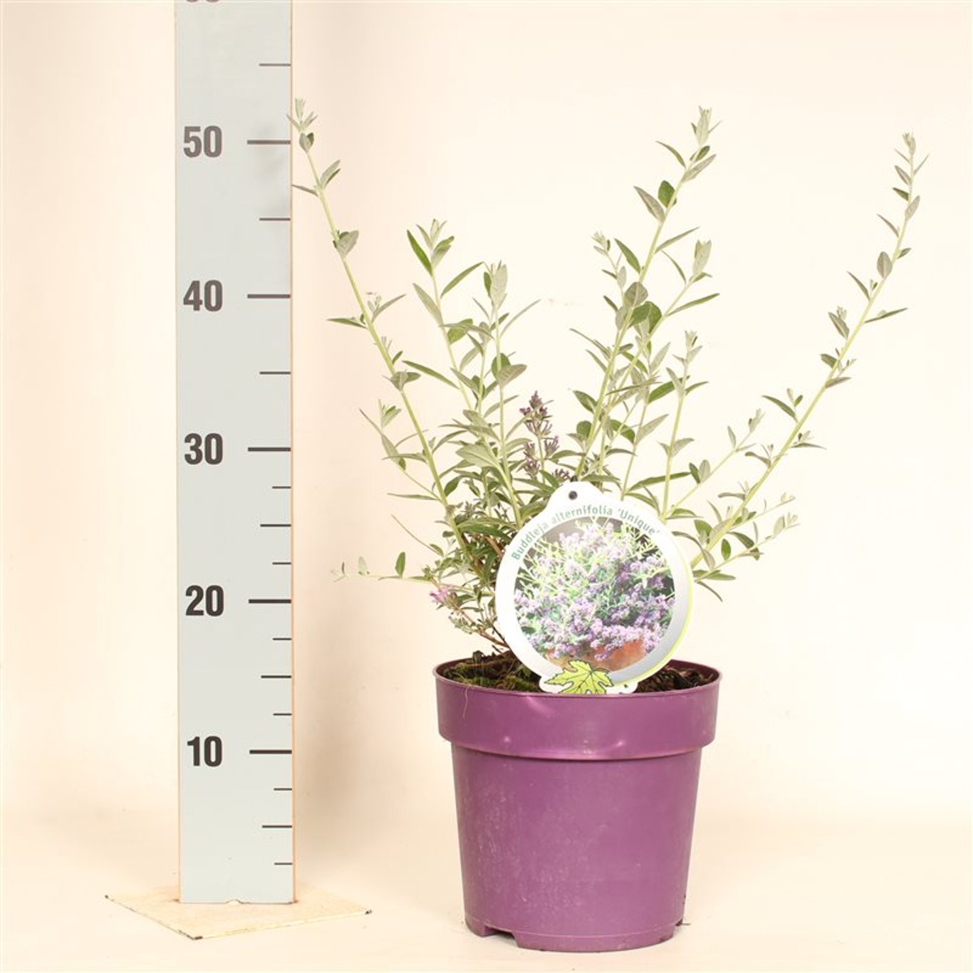 Buddleja alternifolia 'Unique' - C3