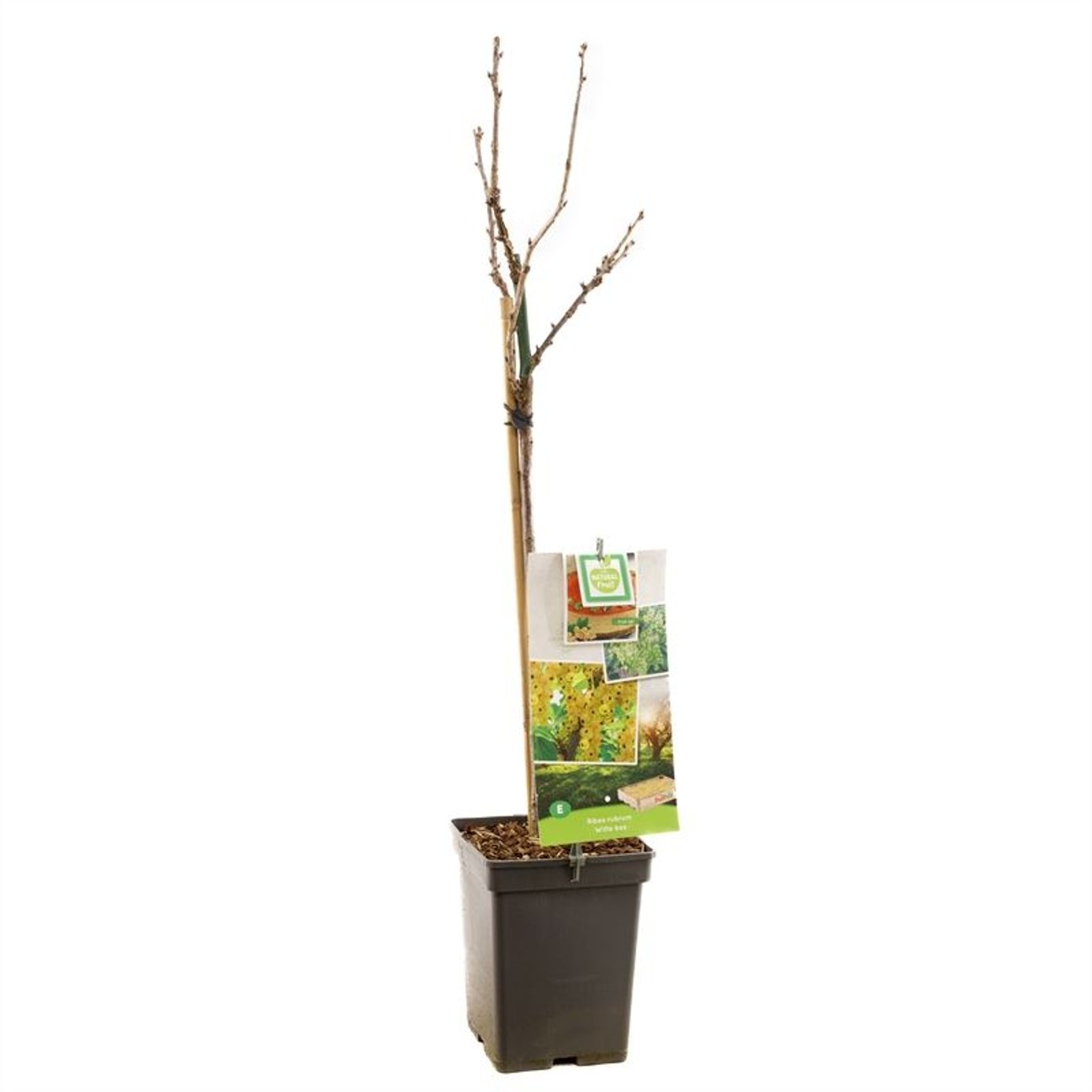 Ribes rubrum 'Witte Bes' - 60 CM Stem C5