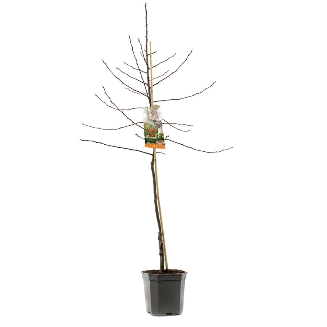 Malus 'Evereste' - C7.5 150-175 CM