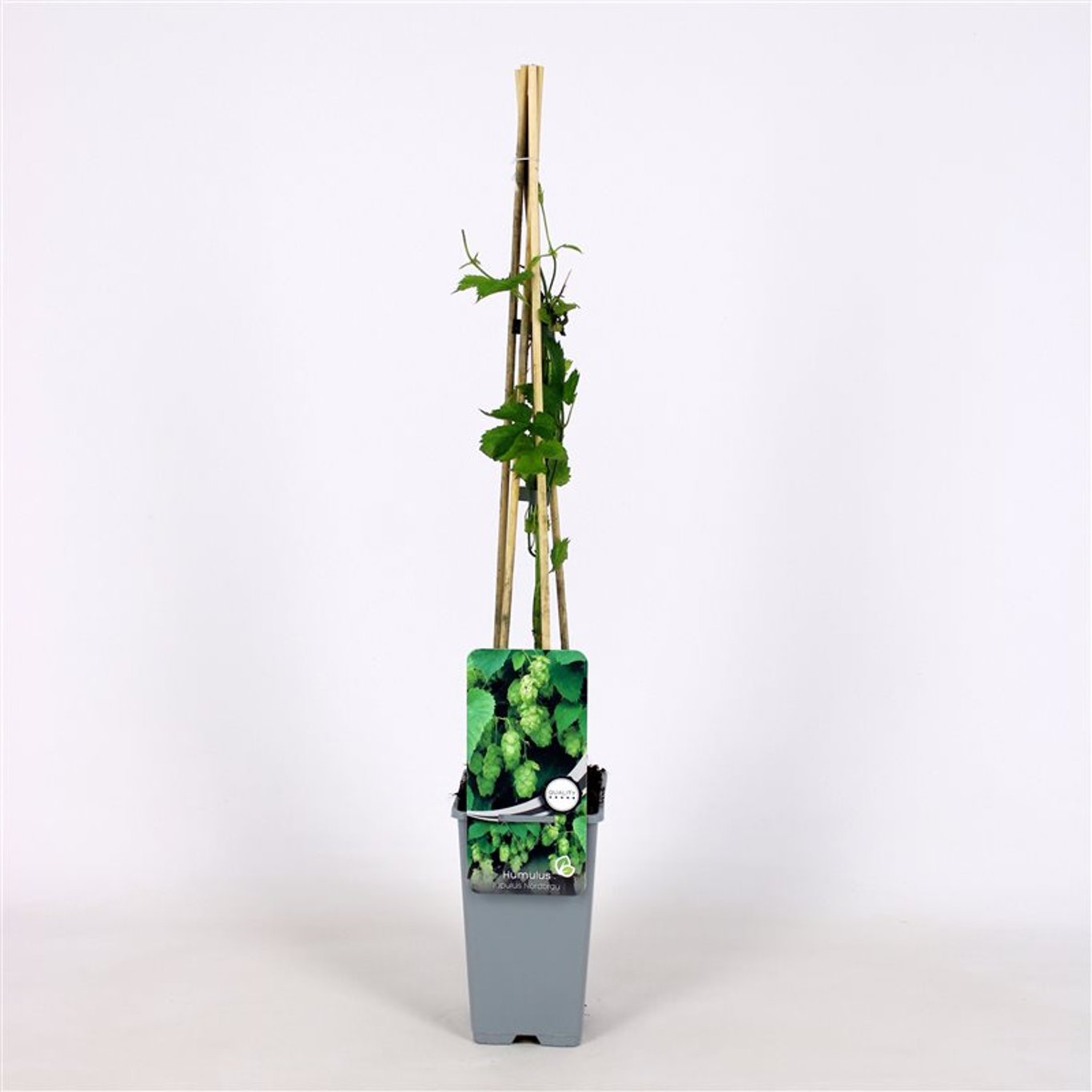 Humulus l. 'Nordbrau' - C2