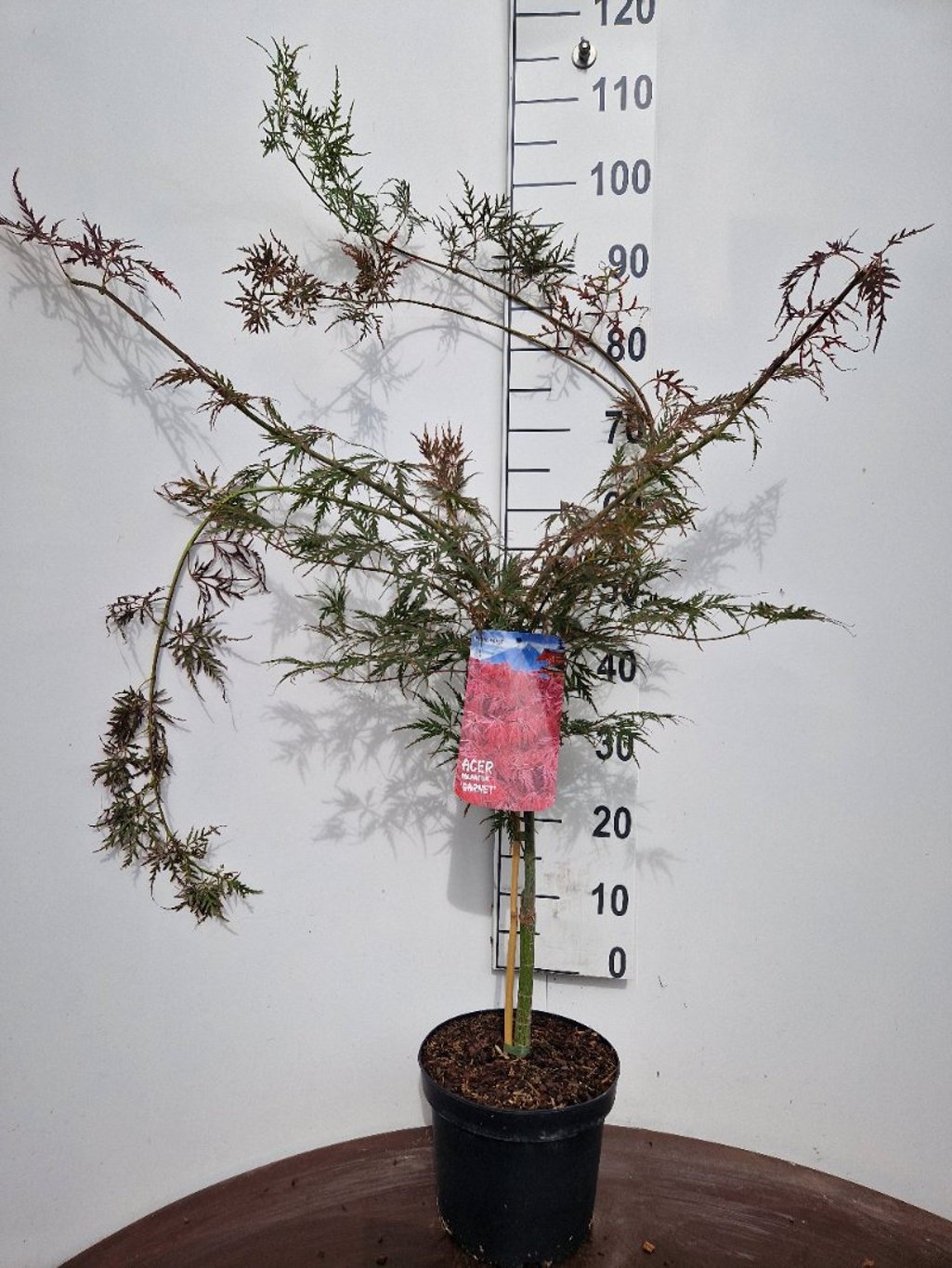 Acer pal. 'Garnet' - C5 40-50 CM