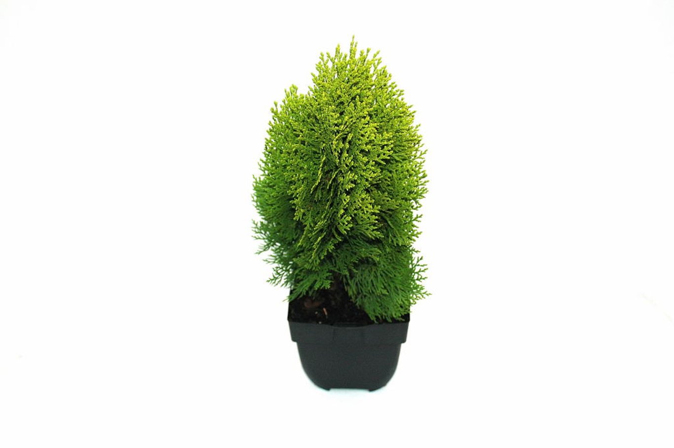 Platycladus or. 'Aurea Nana' - C2