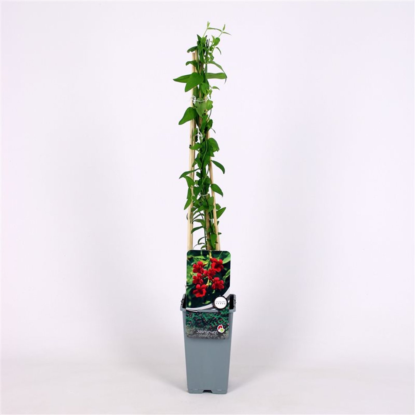 Jasminum beesianum - C2 70/+ CM