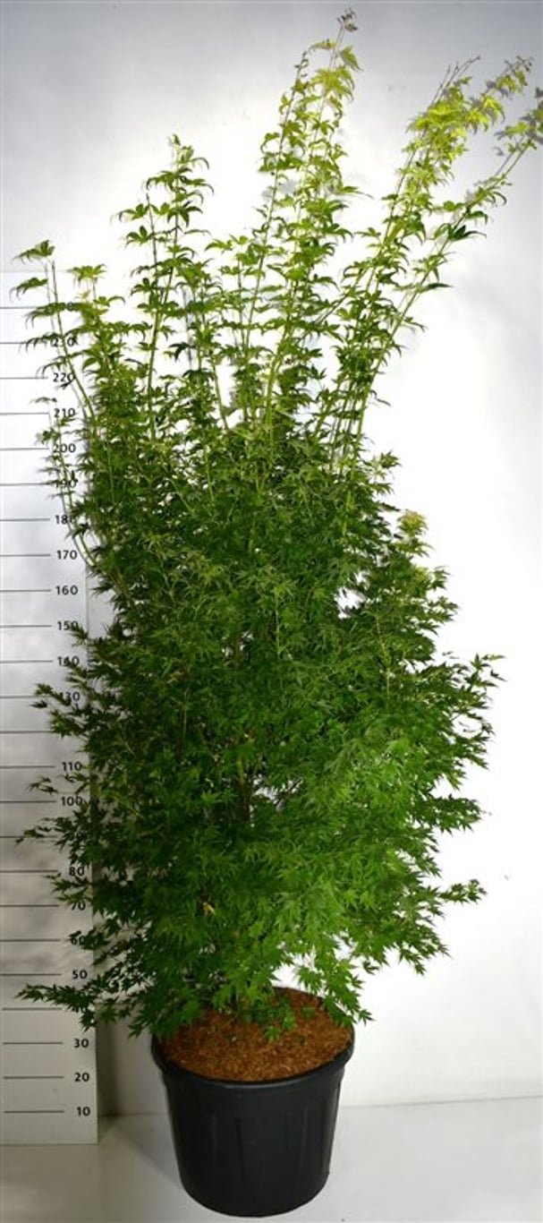 Acer pal. 'Orange Dream' - C70 200-225 CM