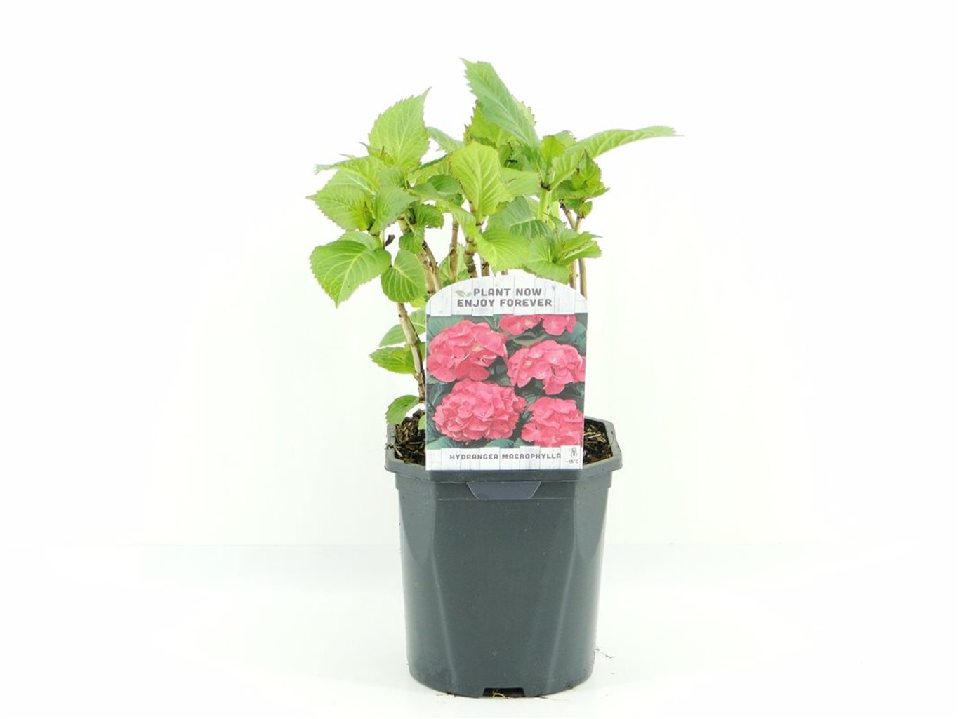 Hydrangea macr. 'Red' - C2