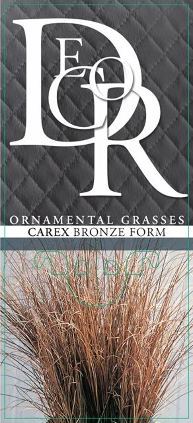 Carex comans 'Bronze Form' - C2
