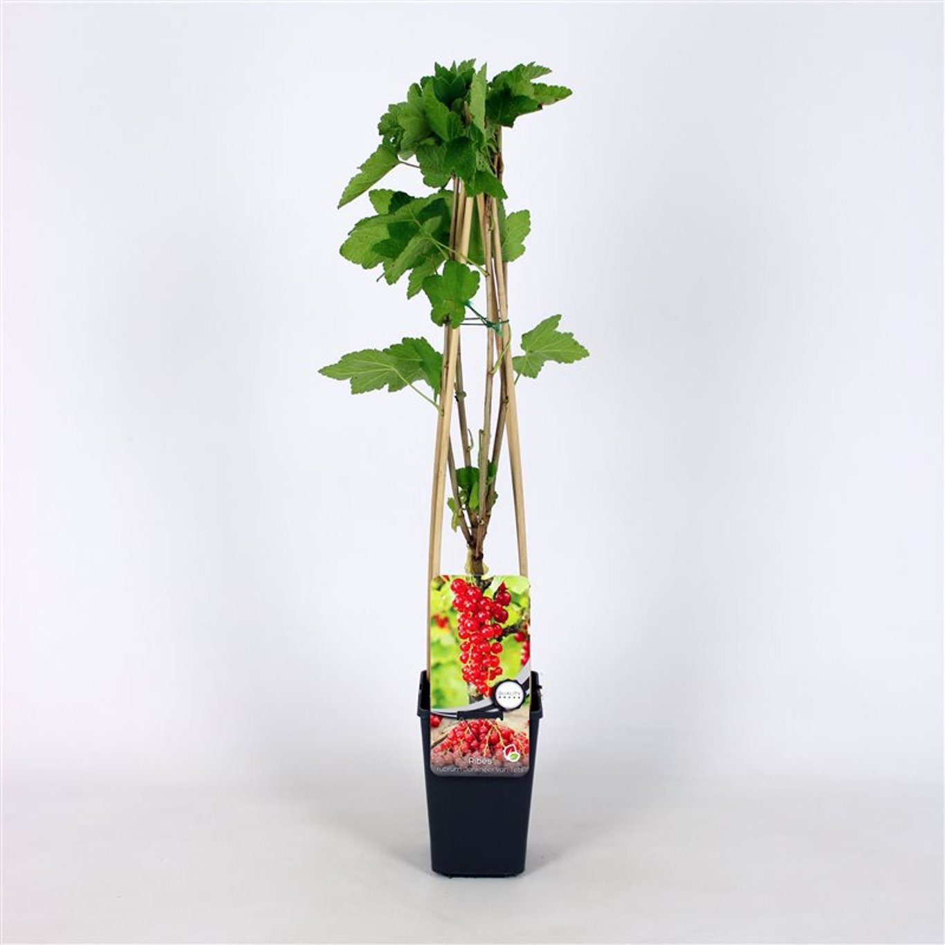 Ribes r. 'Jonkheer van Tets' - C2 70/+ CM