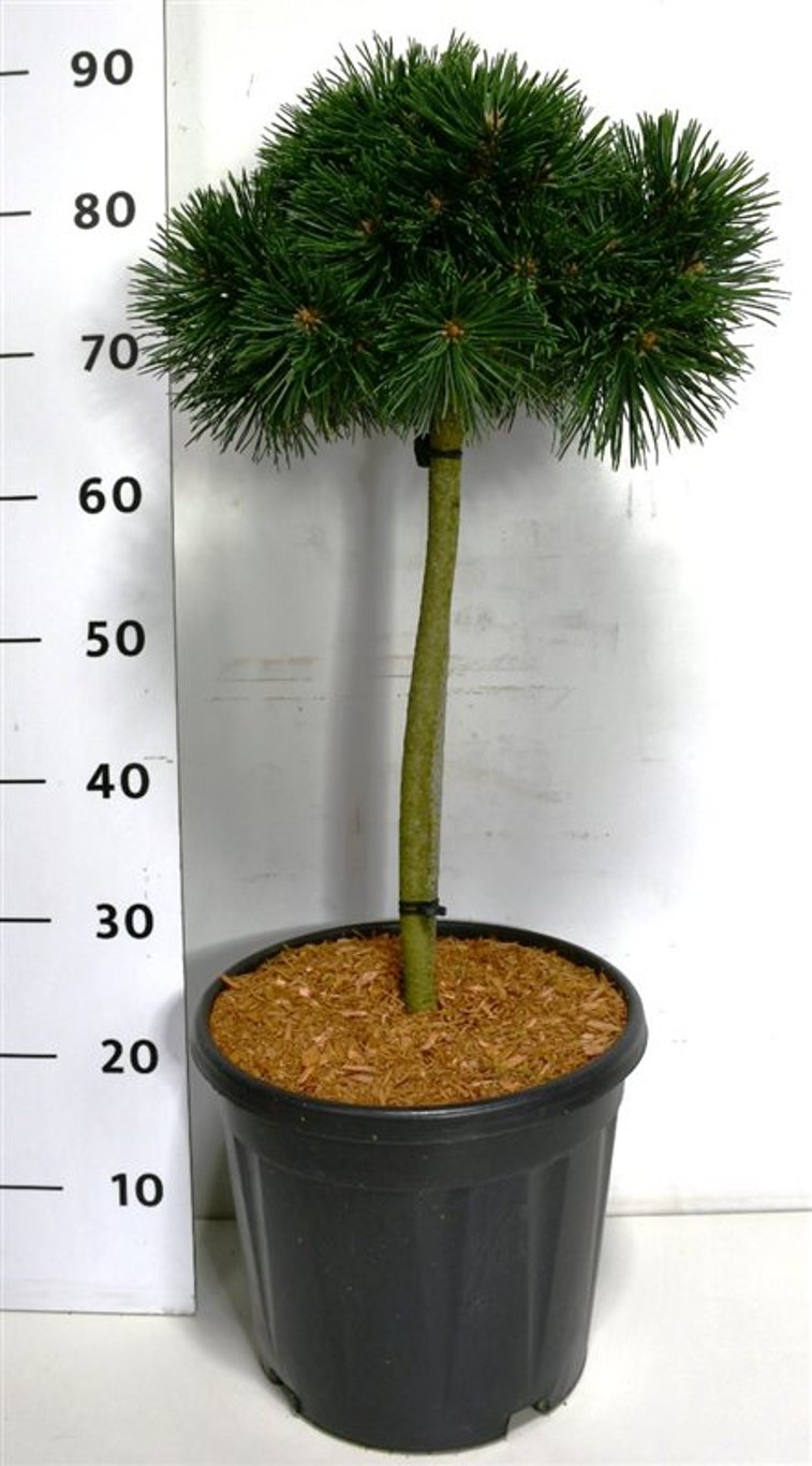Pinus mugo 'Green Pearl' - 40 CM Stem C12