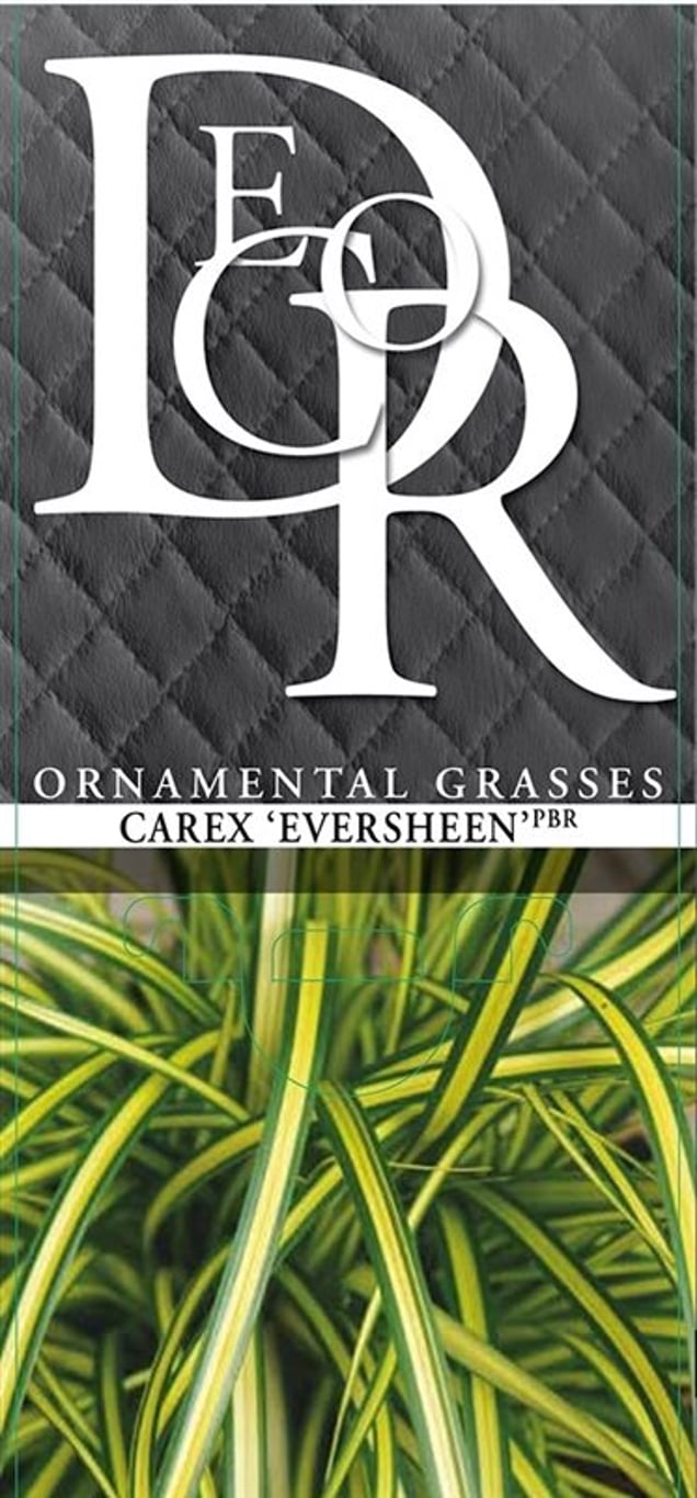 Carex oshim. 'Eversheen' - C5
