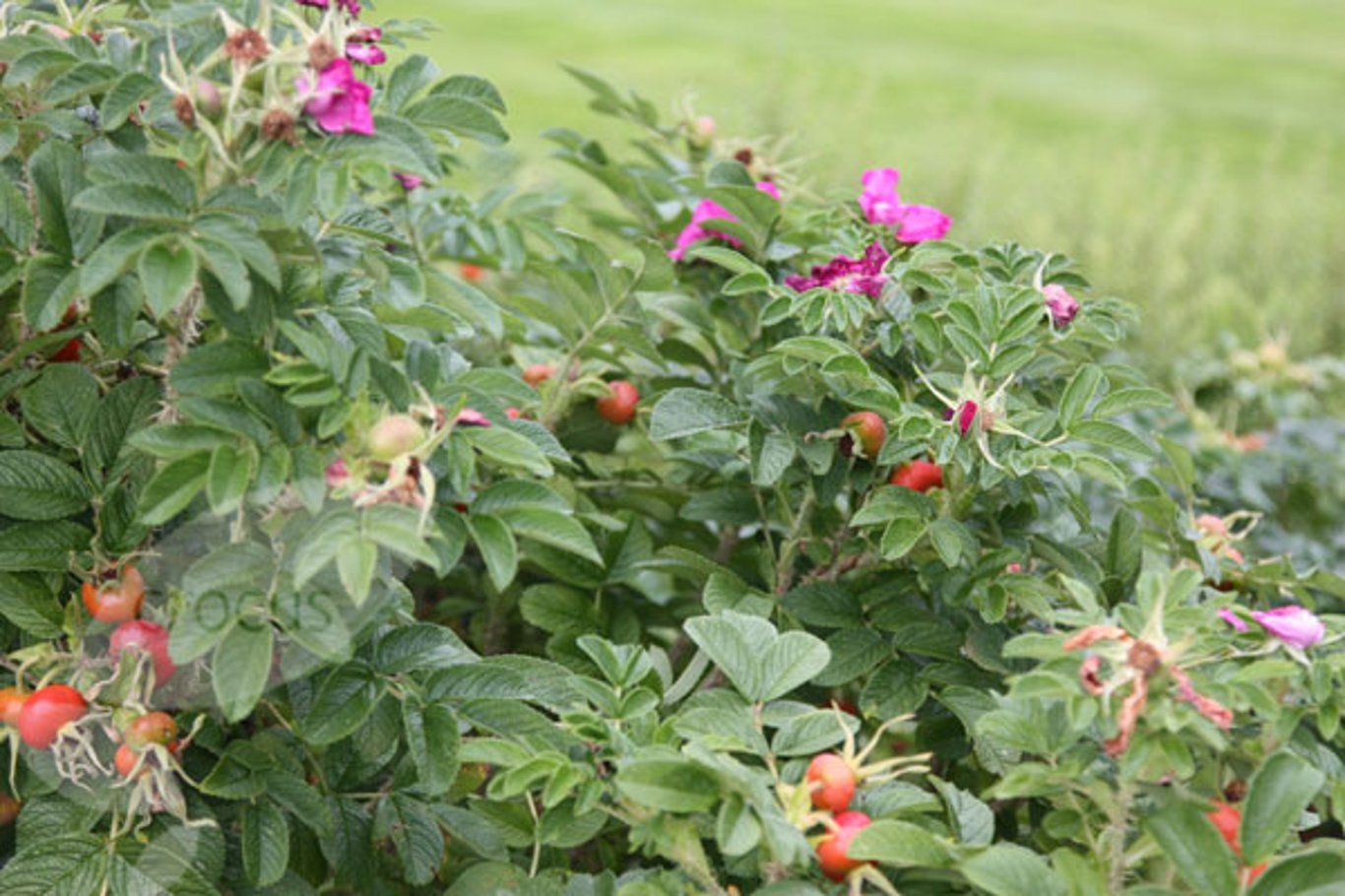 Rosa rugosa 'Rubra' - 40-60 CM bare root 1/1   3-5 branche