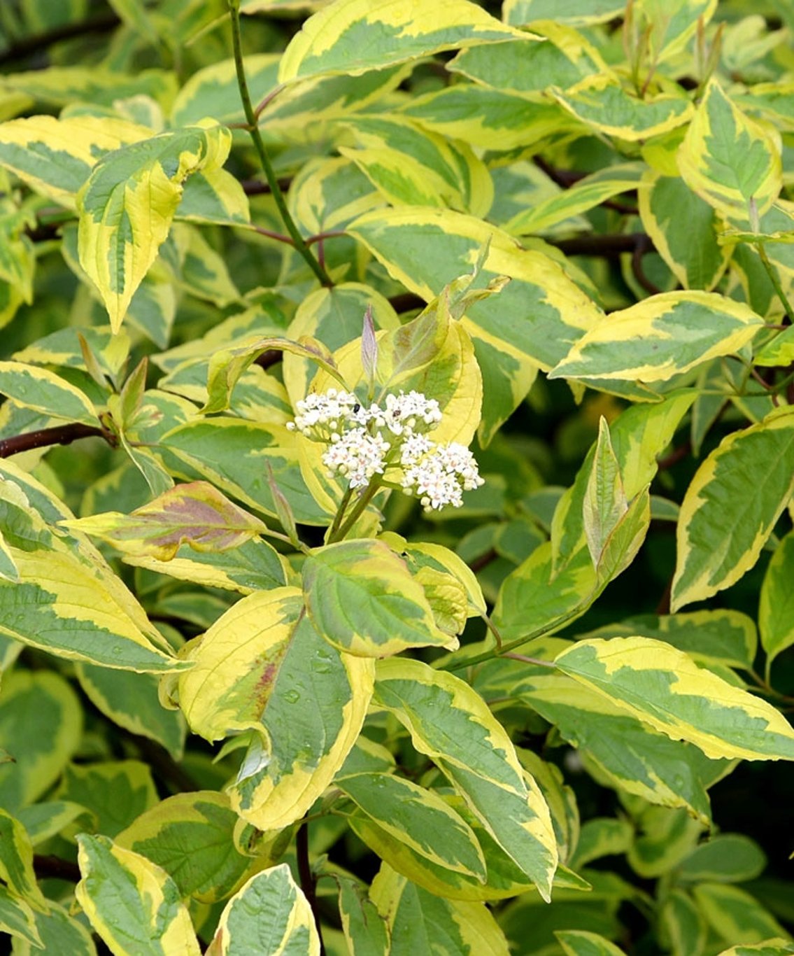 Cornus alba 'Gouchaultii' - 50-80 CM Würzelware 0/2 3 Triebe