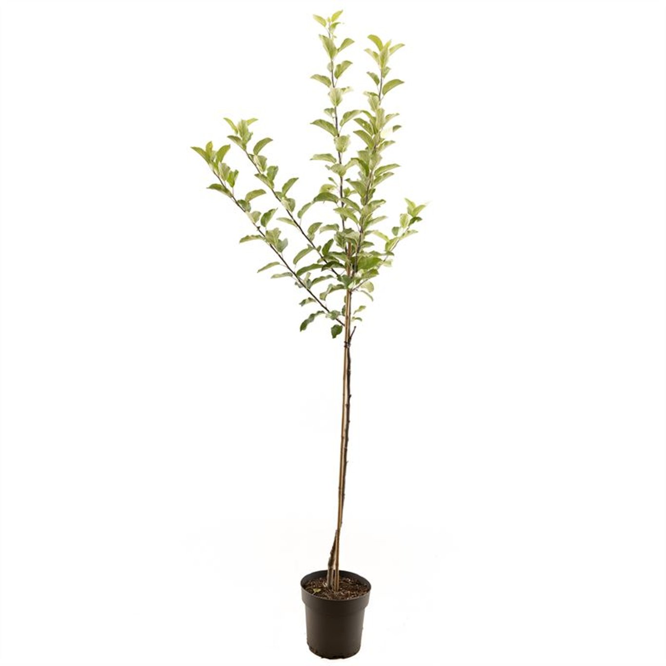 Malus d. 'Braeburn' - C7.5 Halfstem