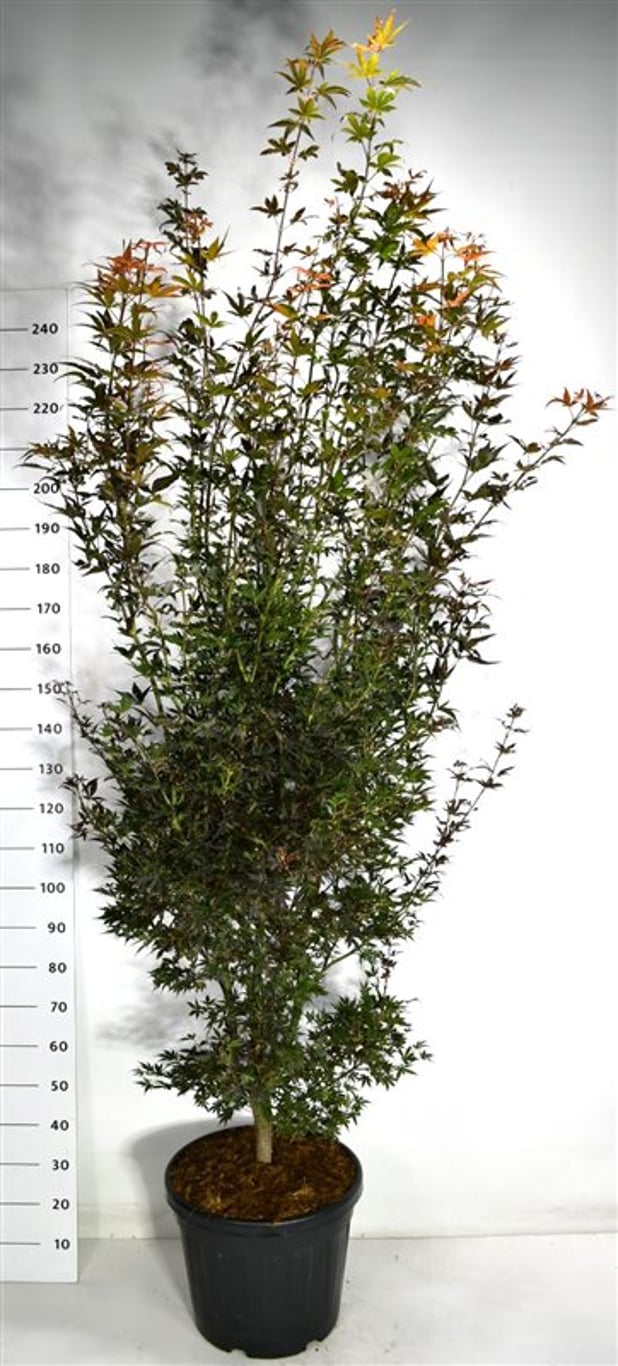 Acer pal. 'Skeeter's Broom' - C35 200-225 CM