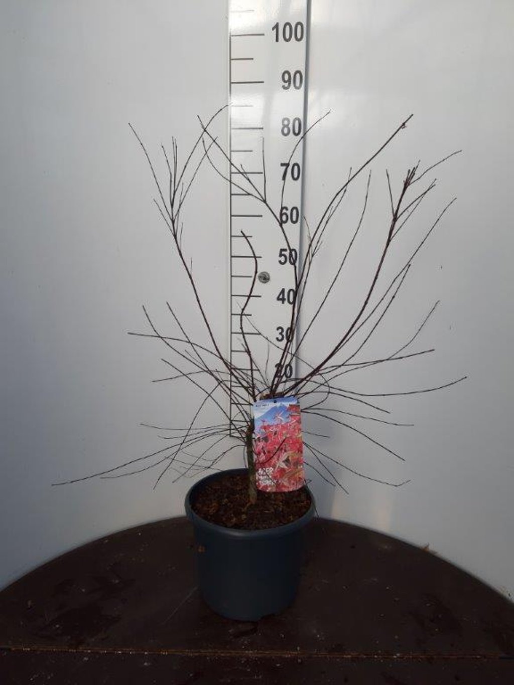 Acer pal. 'Deshojo' - C10 60-80 CM