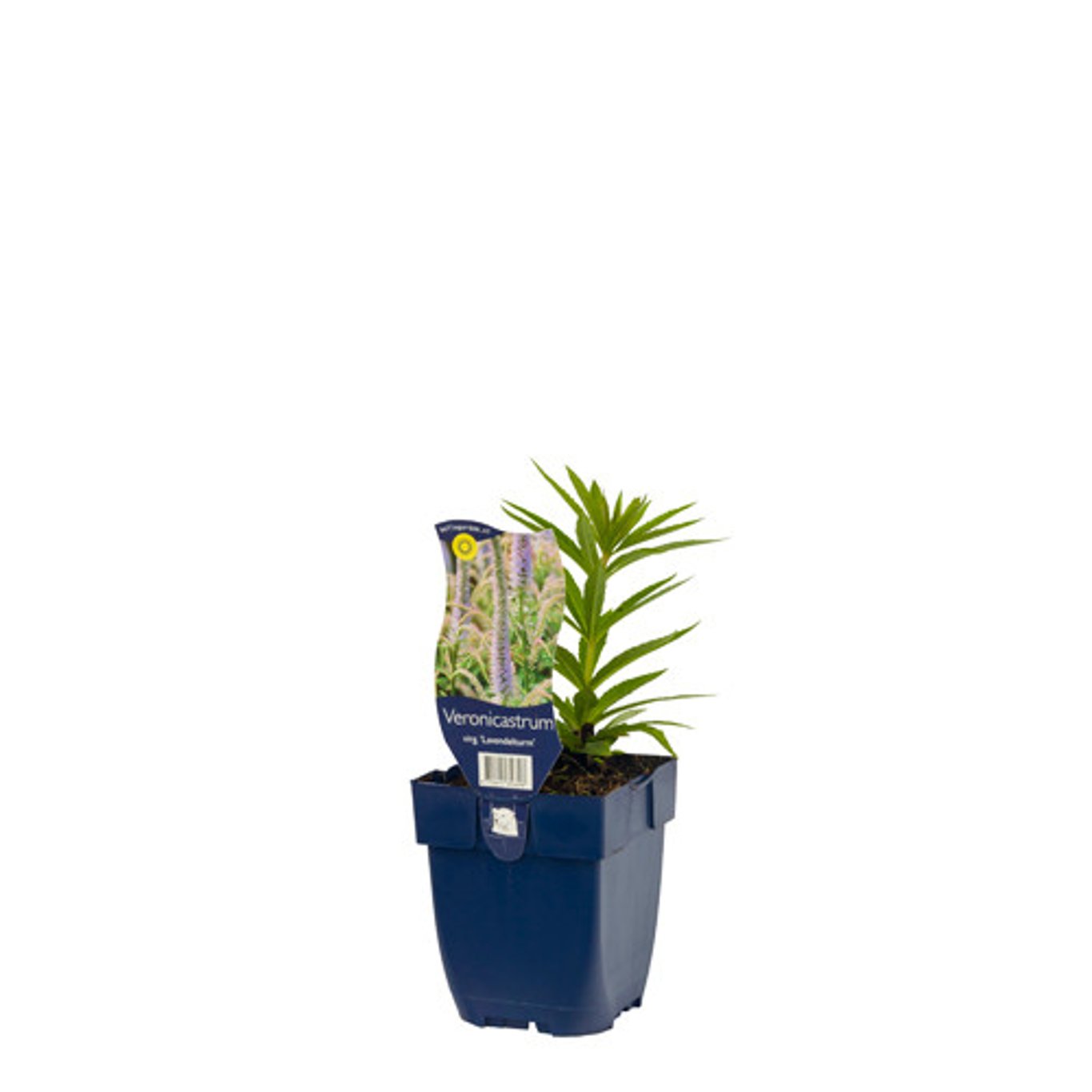 Veronicastrum virg. 'Lavendelturm' - P11