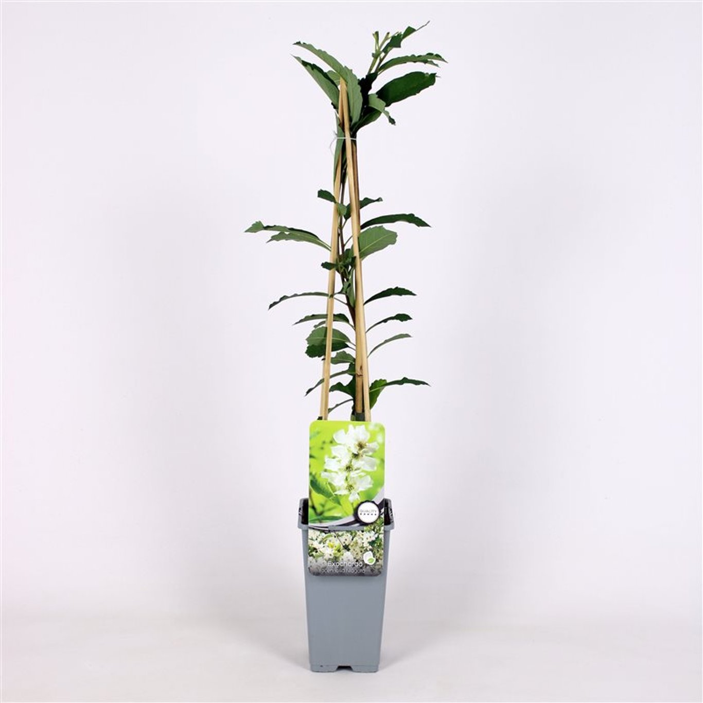 Exochorda racem. 'Niagara' - C2 70/+ CM