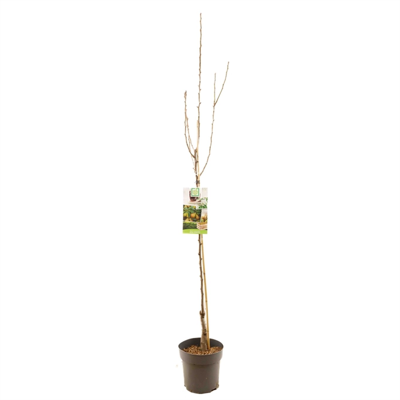 Pyrus c. 'Gieser Wildeman' - C7.5 Halfstem