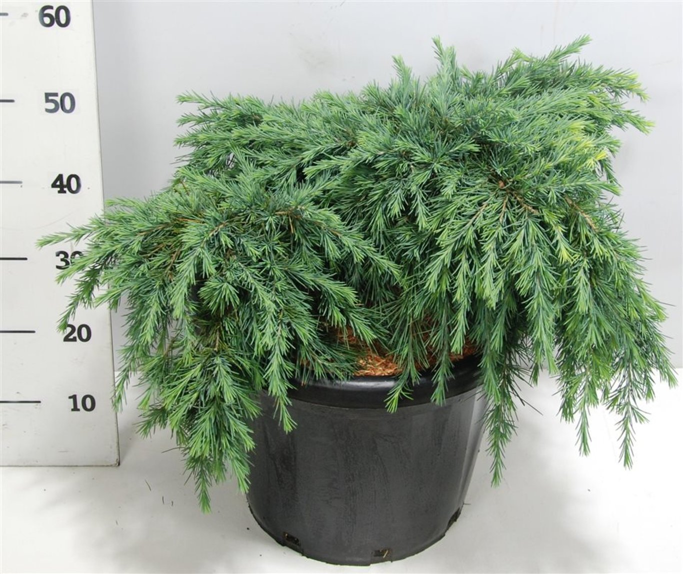 Cedrus deod. 'Feelin' Blue' - C20 40-50 CM